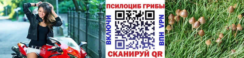 Псилоцибиновые грибы Magic Shrooms  купить  цена  Горняк 